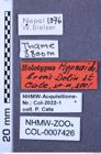 Etiketten zu Hypnoidus brevis (NHMW-ZOO-COL-0007426)